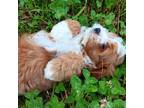 Cavapoo Puppy for sale in Hemingway, SC, USA