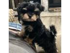 Yorkshire Terrier Puppy for sale in Pilot Mountain, NC, USA