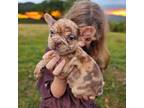 French Bulldog Puppy for sale in Brunswick, OH, USA