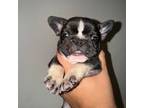 French Bulldog Puppy for sale in South Riding, VA, USA