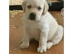 Labrador Retriever Puppy for sale in Boston, MA, USA