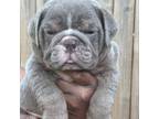 Bulldog Puppy for sale in Des Moines, IA, USA