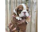 Bulldog Puppy for sale in Des Moines, IA, USA