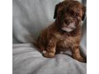 Mutt Puppy for sale in Spokane, WA, USA