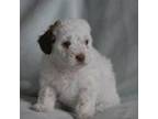 Mutt Puppy for sale in Spokane, WA, USA