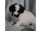 Mutt Puppy for sale in Spokane, WA, USA