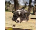 Cardigan Welsh Corgi Puppy for sale in Whitesboro, TX, USA