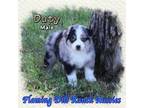 Miniature Australian Shepherd Puppy for sale in Forestburg, TX, USA