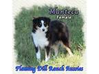 Miniature Australian Shepherd Puppy for sale in Forestburg, TX, USA