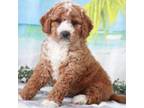 Mutt Puppy for sale in Los Angeles, CA, USA