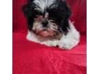Shih Tzu Puppy for sale in Byron, GA, USA