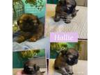 Shih Tzu Puppy for sale in Nashville, TN, USA