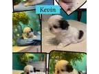 Shih Tzu Puppy for sale in Nashville, TN, USA