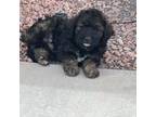 Mutt Puppy for sale in Las Vegas, NV, USA