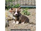 Pembroke Welsh Corgi Puppy for sale in Merced, CA, USA