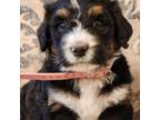 Mutt Puppy for sale in Arab, AL, USA