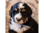 Mutt Puppy for sale in Arab, AL, USA