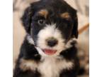 Mutt Puppy for sale in Arab, AL, USA