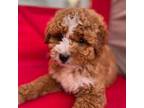 Goldendoodle Puppy for sale in Los Angeles, CA, USA