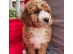 Goldendoodle Puppy for sale in Los Angeles, CA, USA