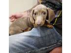 Dachshund Puppy for sale in Chattanooga, TN, USA