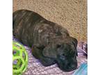 Cane Corso Puppy for sale in Decatur, IL, USA