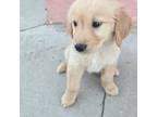 Golden Retriever Puppy for sale in Lancaster, CA, USA