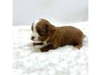 Cavapoo Puppy for sale in Pontiac, MI, USA