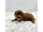 Cavapoo Puppy for sale in Pontiac, MI, USA