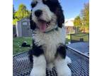Mutt Puppy for sale in La Vista, NE, USA