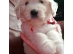 Goldendoodle Puppy for sale in West Springfield, MA, USA