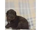 Aussiedoodle Puppy for sale in Delta, CO, USA