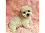 Poodle (Toy) Puppy for sale in Los Angeles, CA, USA