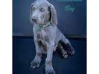 Weimaraner Puppy for sale in Wellington, OH, USA