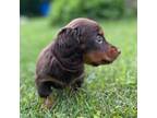 Dachshund Puppy for sale in Canton, OH, USA