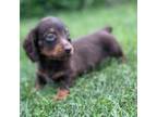 Dachshund Puppy for sale in Canton, OH, USA