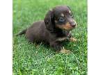 Dachshund Puppy for sale in Canton, OH, USA