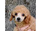 Poodle (Toy) Puppy for sale in Fort Payne, AL, USA