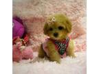 Maltipoo Puppy for sale in Houston, TX, USA