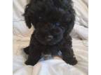 Maltipoo Puppy for sale in Morganton, NC, USA