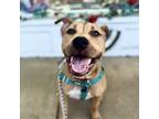 Adopt Smith Island a Pit Bull Terrier