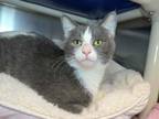 Adopt Pool Noodle a Domestic Short Hair