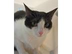 Adopt Barbara a Domestic Medium Hair