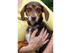 Adopt Bailey 39845 a Beagle