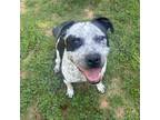 Adopt Flaffy a Mixed Breed