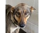 Adopt Maya a Shepherd