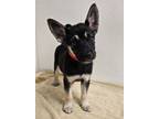 Adopt Sneezy a German Shepherd Dog, Mixed Breed