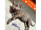 Adopt Eleven a Domestic Short Hair