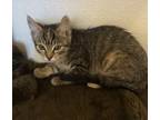 Adopt Marble a Domestic Medium Hair