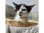 Adopt Peach a Domestic Short Hair